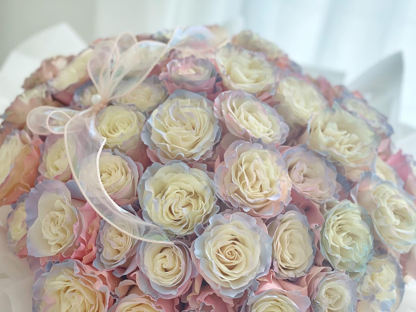 66 Ecuador Aurora Boreal Rose